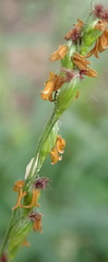 Panicum deustum