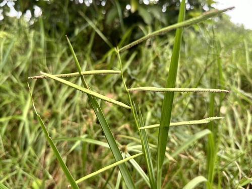 Paspalum sumatrense observed 2023-09-12