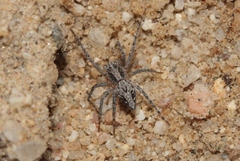 Oxyopes scalaris