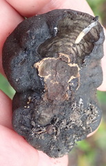 Daldinia concentrica image