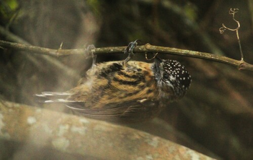 Mottled Piculet (Picumnus nebulosus), photo 9