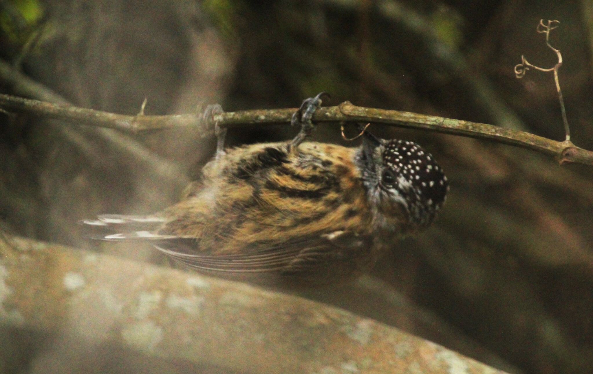 Mottled Piculet (Picumnus nebulosus), photo 9