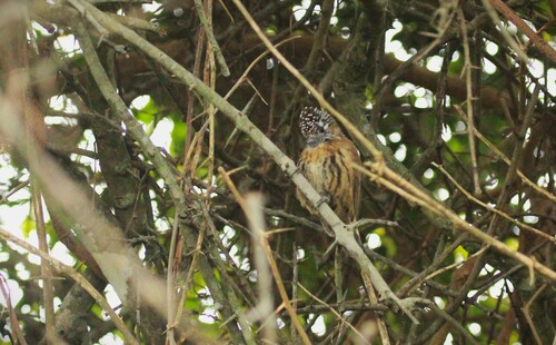 Mottled Piculet (Picumnus nebulosus), photo 10