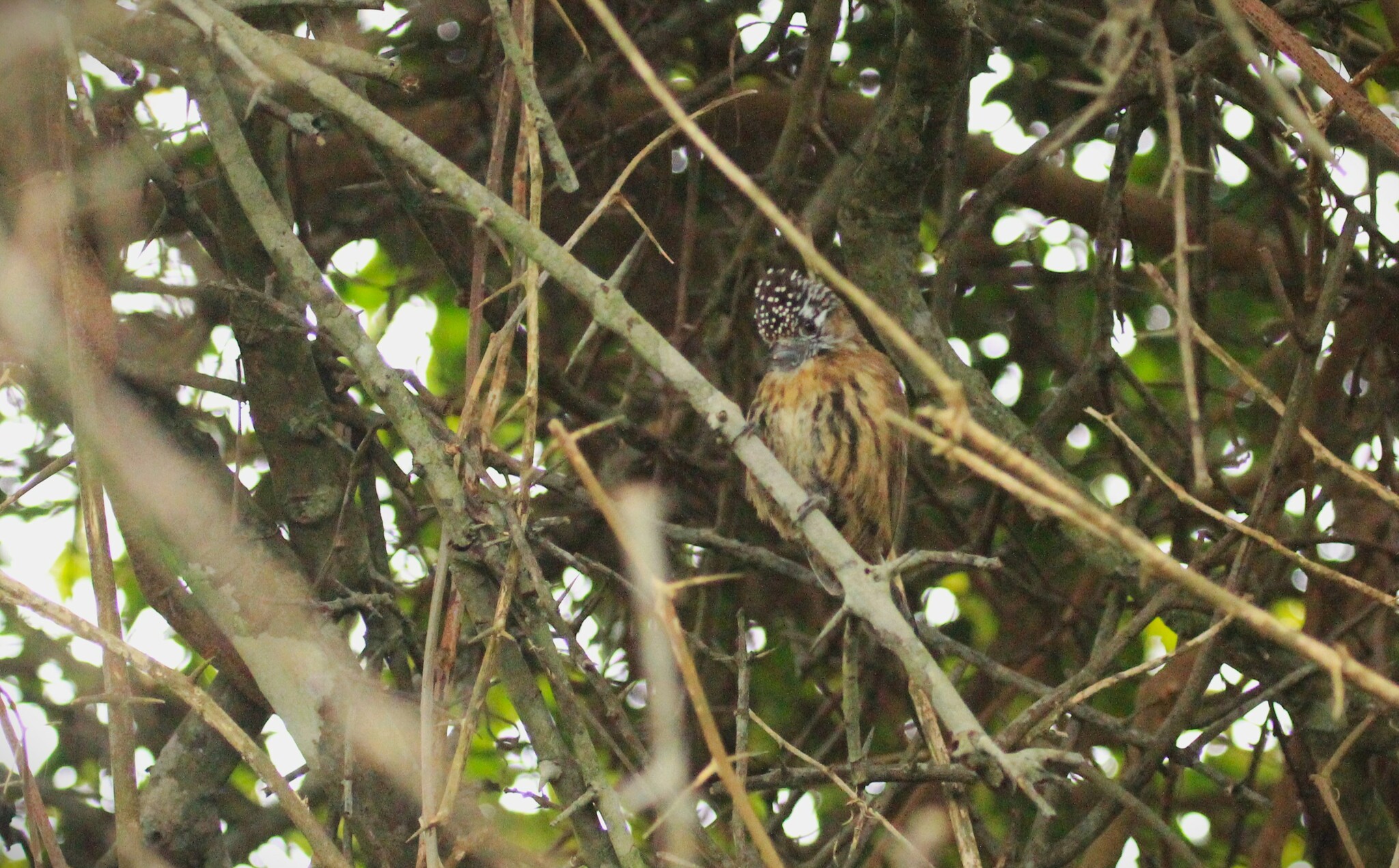 Mottled Piculet (Picumnus nebulosus), photo 10