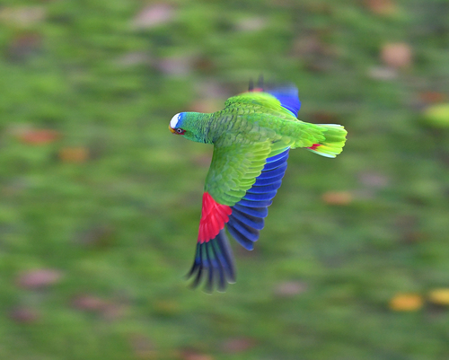 Medium