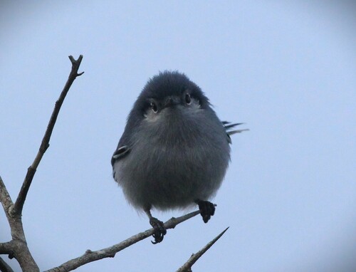 Masked Gnatcatcher (Polioptila dumicola), photo 9
