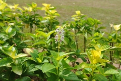 Pseuderanthemum maculatum