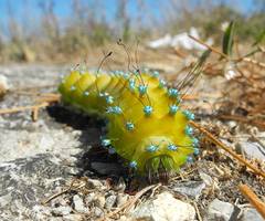 Saturnia pyri