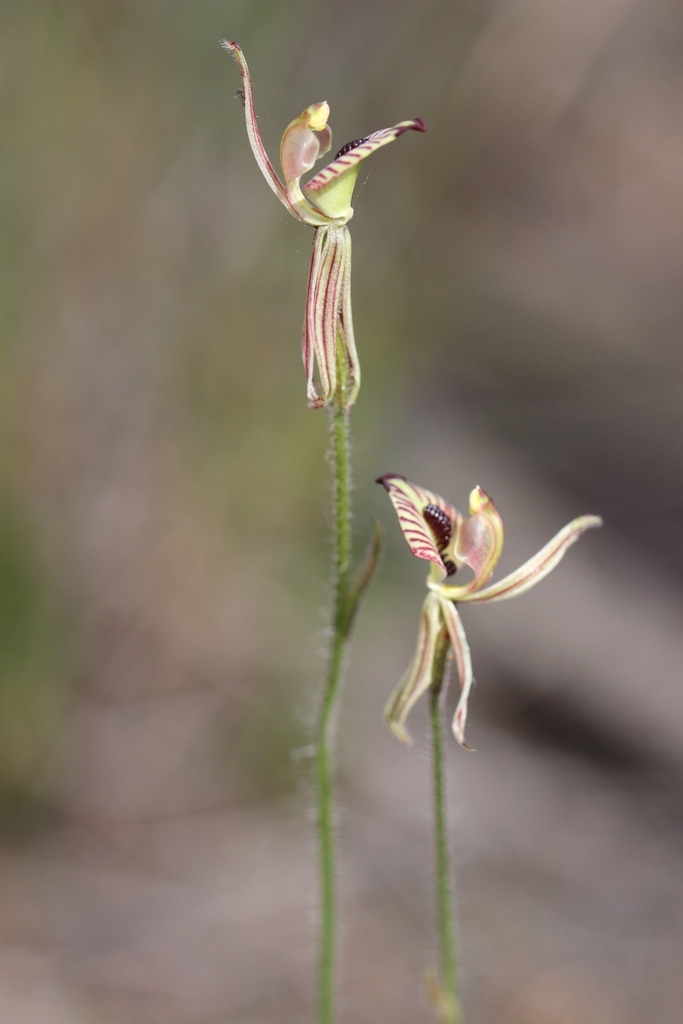 Zebra Orchid from Birchmont WA 6214, Australia on September 12, 2023 at ...