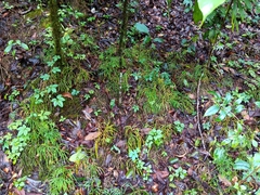 Diphasiastrum multispicatum image