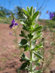 Sideritis montana