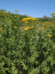 Tanacetum vulgare