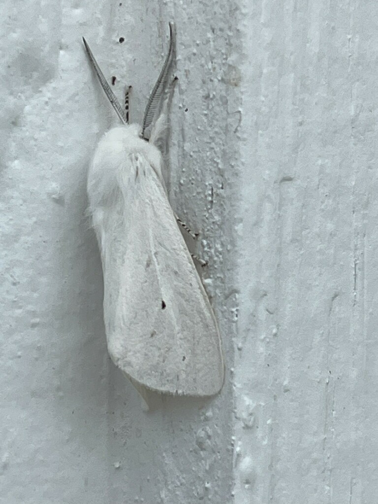 Virginian Tiger Moth from 719 13-70, Crane, MO 65633 on June 22, 2022 ...