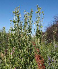 Dipsacus laciniatus
