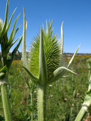 Dipsacus laciniatus