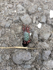 Leptuca uruguayensis