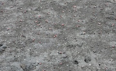 Leptuca uruguayensis