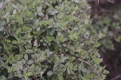 Arctostaphylos parryana