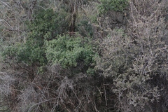 Arctostaphylos parryana