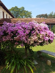 Bougainvillea