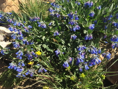 Mertensia oblongifolia