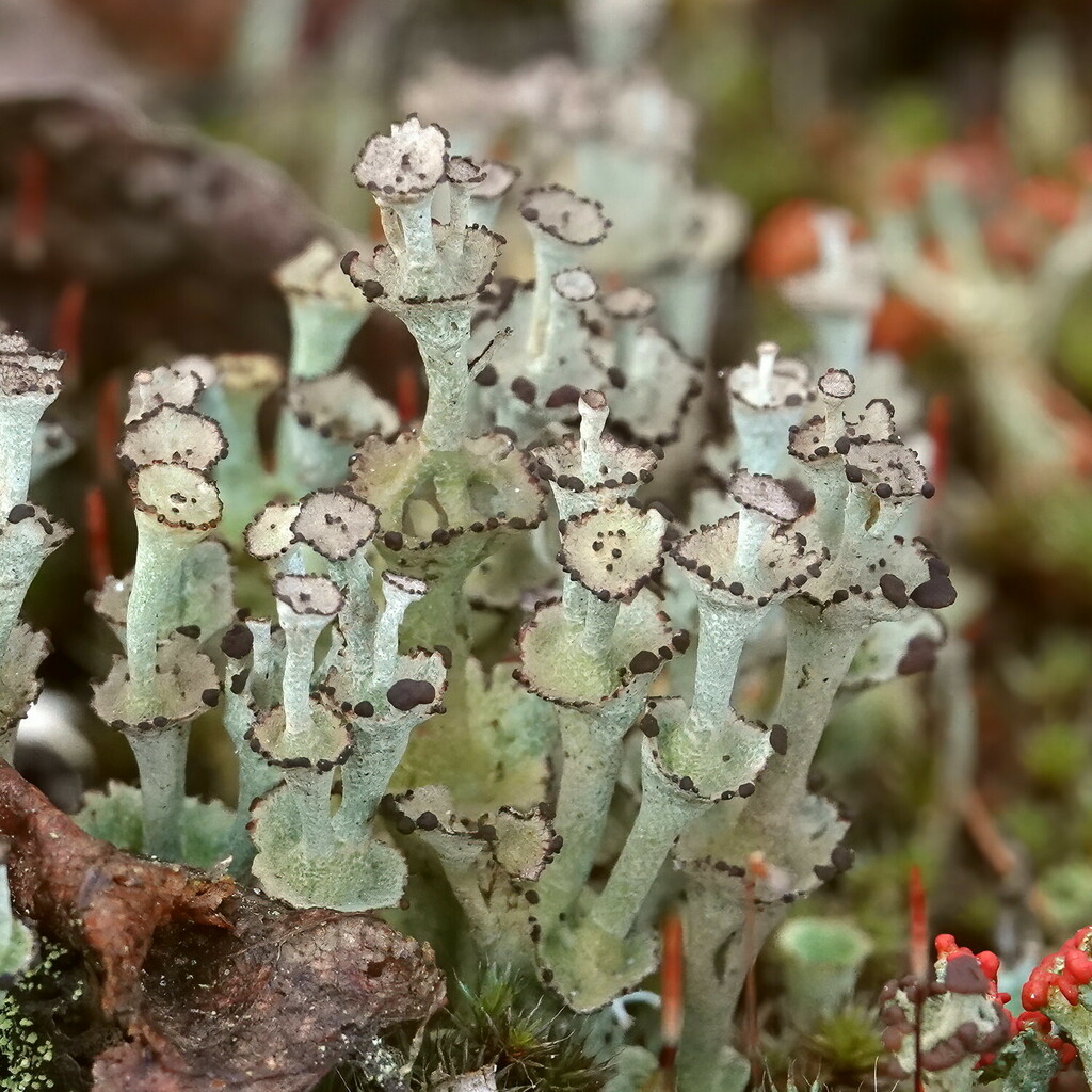 Ladder Lichen