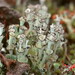 Ladder Lichen - Photo (c) Hans, some rights reserved (CC BY-NC), uploaded by Hans