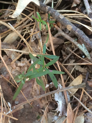 Galium uniflorum