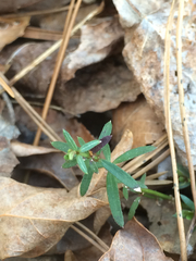 Galium uniflorum