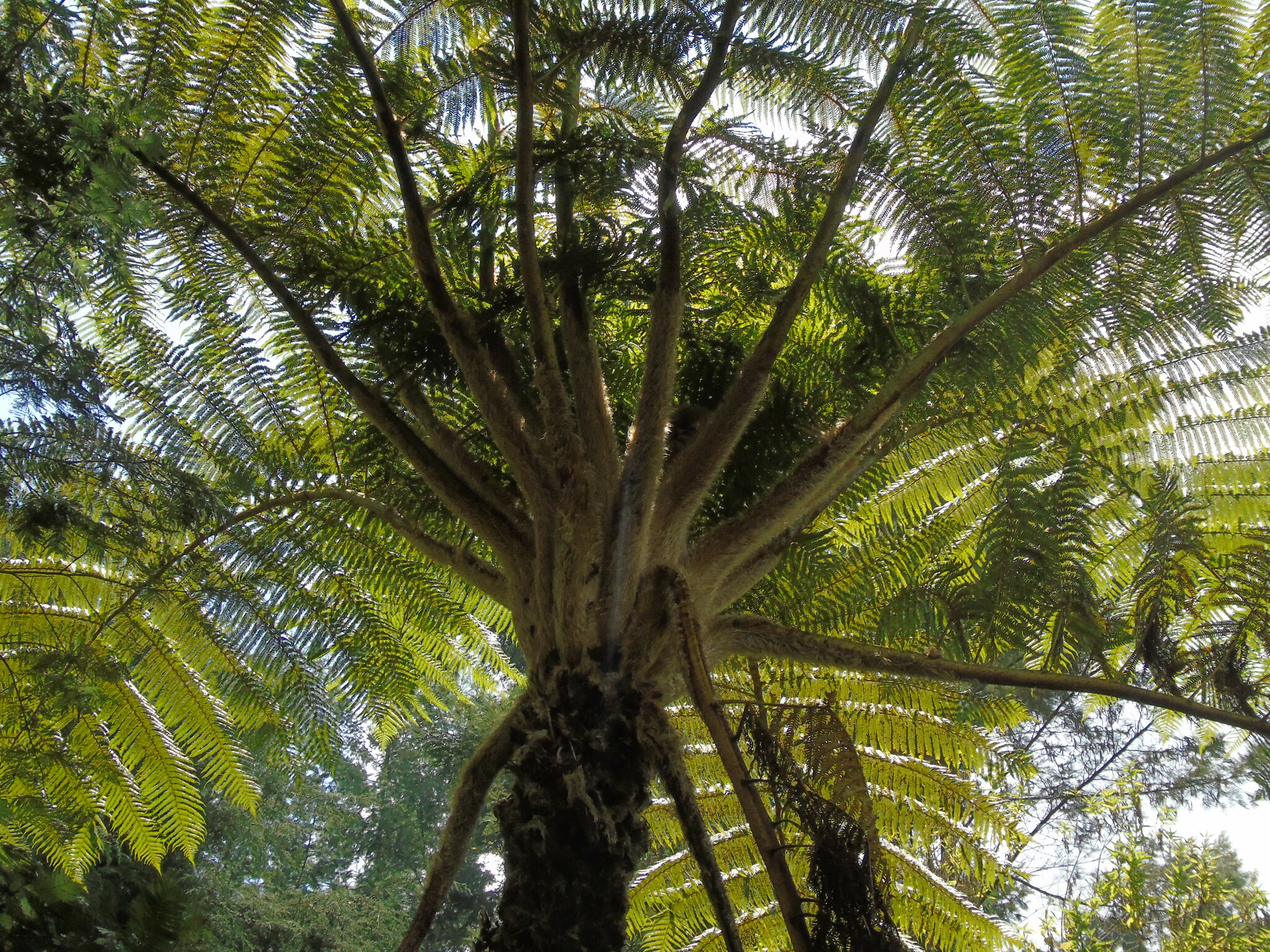 Sphaeropteris tomentosa