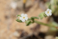 Pectocarya penicillata