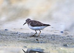 Calidris minutilla