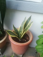 Sansevieria trifasciata