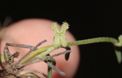 Pectocarya penicillata