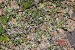 Pectocarya penicillata