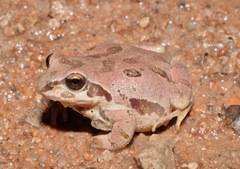 Pseudacris streckeri