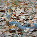 Cobra de Monóculo - Photo (c) Gregory Greene, algunos derechos reservados (CC BY-NC), subido por Gregory Greene