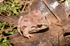 Pseudacris streckeri