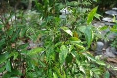 Dracaena surculosa