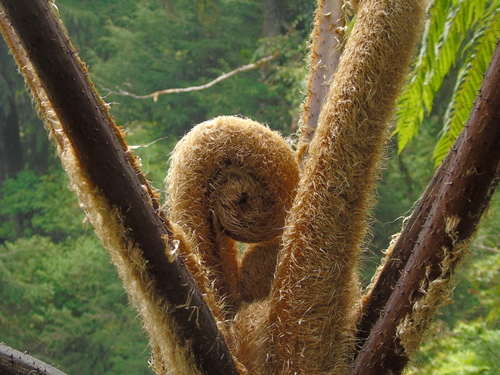 Sphaeropteris tomentosa, 2023-09-07