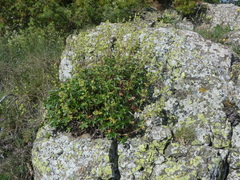 Alchemilla saxatilis