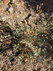 Sphaeralcea ambigua rosacea