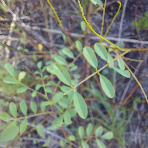 Image of Indigofera caroliniana by (c) Athena Philips, some rights reserved (CC BY)