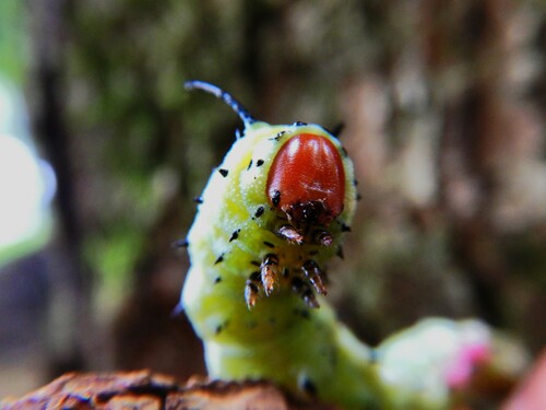 Rosy Maple Moth, photo 2 of 7