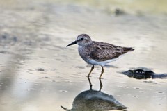 Calidris minutilla