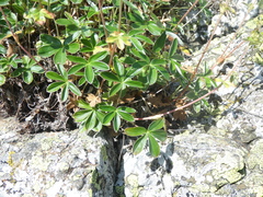 Alchemilla saxatilis