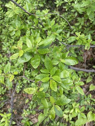 daurian rhododendron