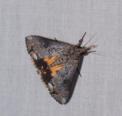 Hypocala deflorata
