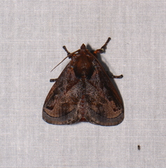 Phocoderma velutina