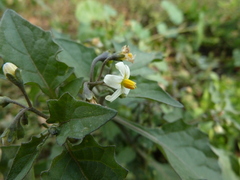 Solanum nigrum